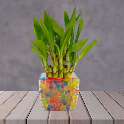 Bambooplant with glass pot