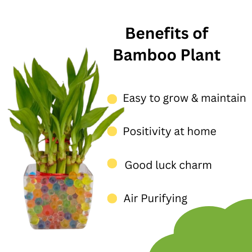 Bamboo plant benefit