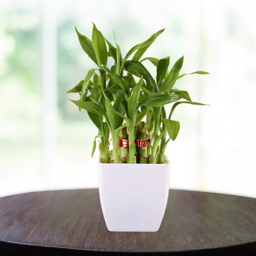 bamboo with leaves