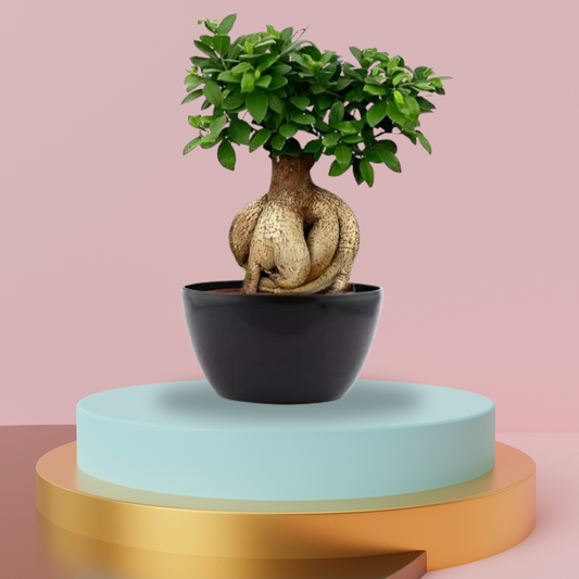 Bonsai