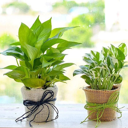 Combo of Money Plants -Green & Pothos