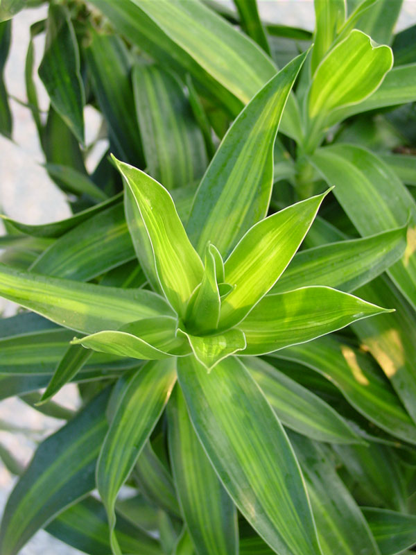 Song of the india Plant With Pot