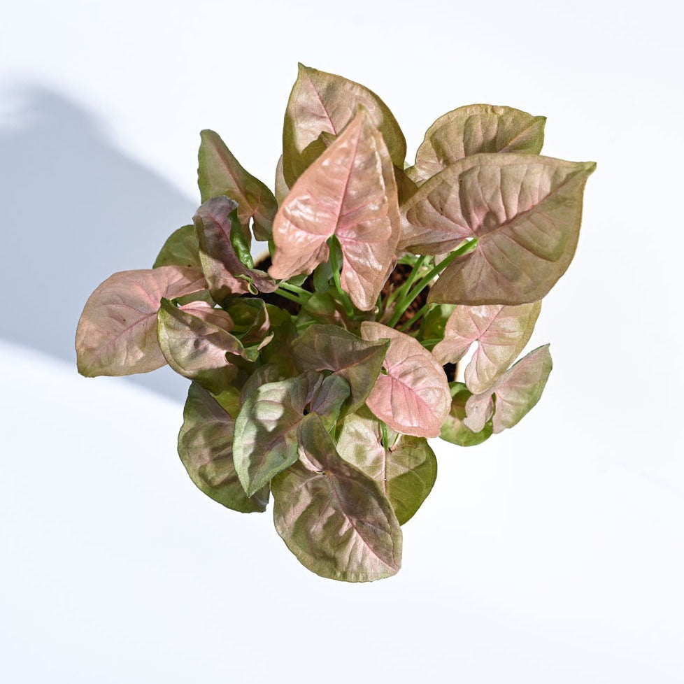 Syngonium Pink