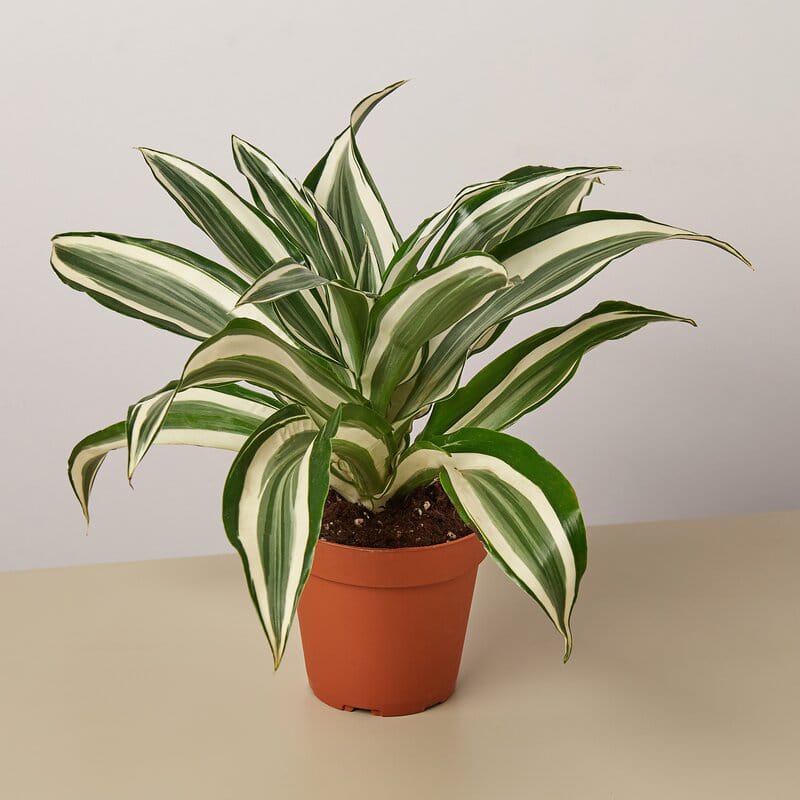 Dracaena