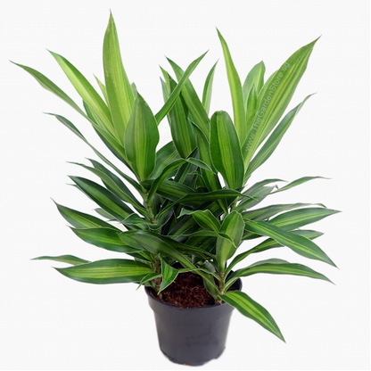 Song of the india Plant With Pot