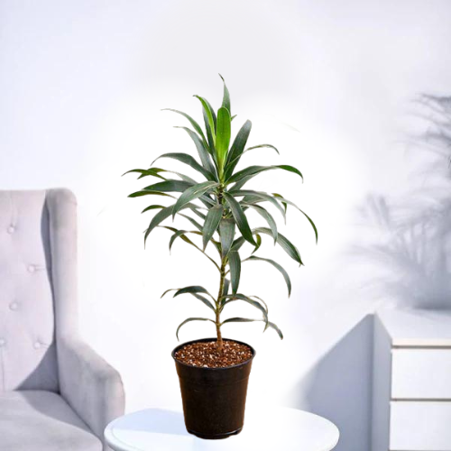 Dracaena Plant