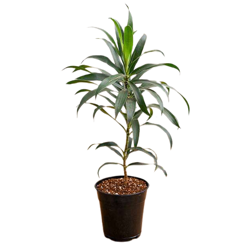 Dracaena Plant live