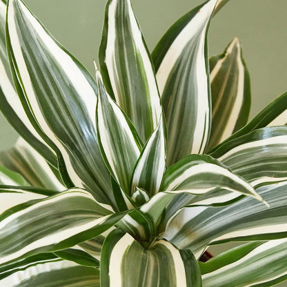 Dracaena