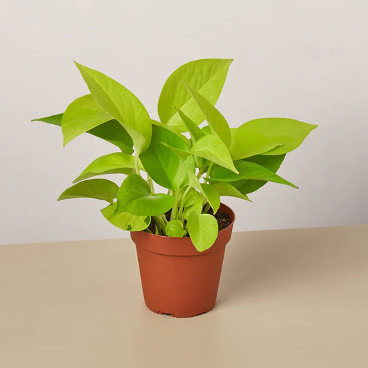 Golden Money Plant