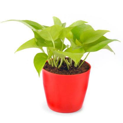 Good Luck Plant Combo (Jade Plant & Golden Money Plant)