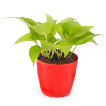 GoldenMoneyPlant_with_red_pot