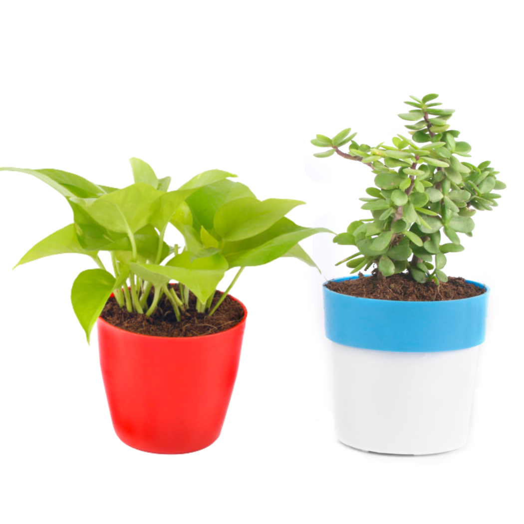 Good Luck Plant Combo (Jade Plant & Golden Money Plant)