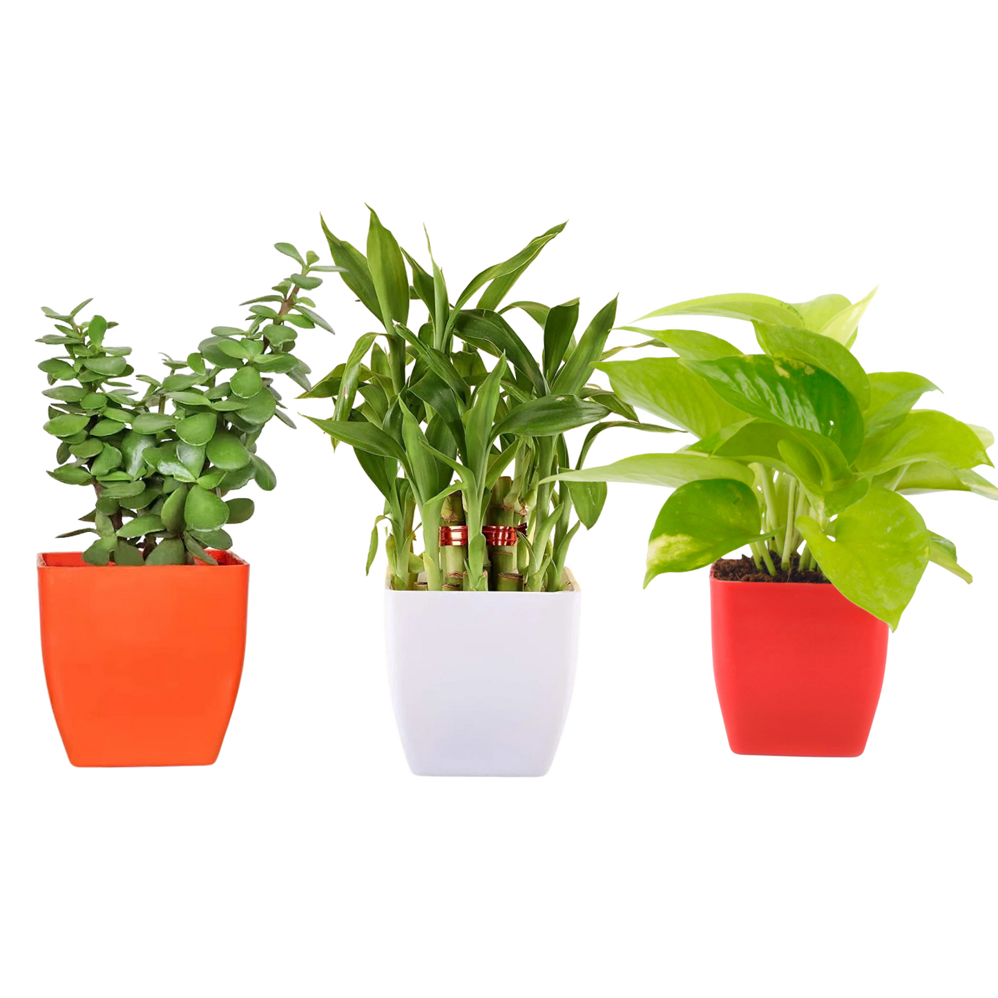 Combo of 3 Plant(Jade, Money & Bamboo)