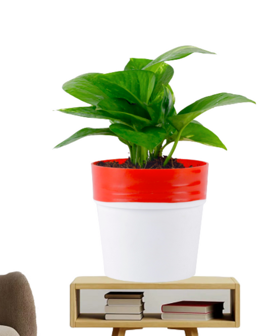 Green money Plant With Red and White Round Plastic Pot