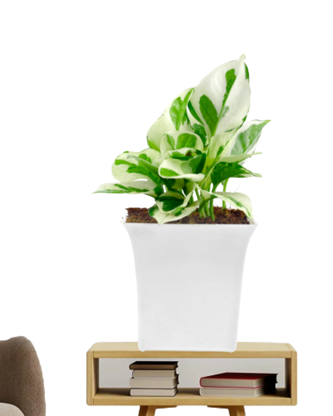 Pothos Money Plant With White Square Plastic Pot