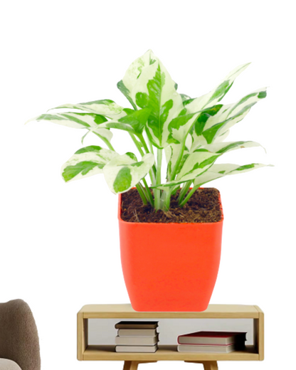 Pothos Money Plant With Jade plant with Plastic Pot