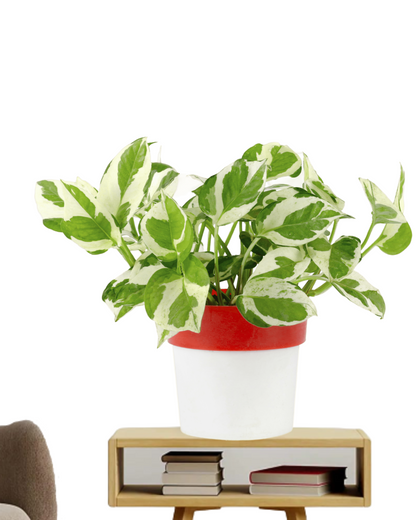 Pothos Money Plant with Red and White Round Pot