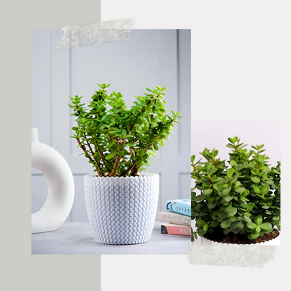 Phulwa Dhan Kuber with style white Pot - Unlock Prosperity with Jade Plants"