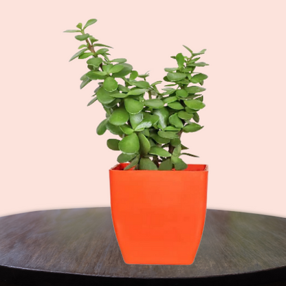 Jade with orange pot