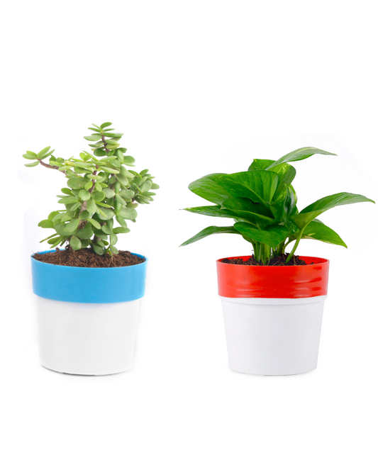 Green Money Plant With Red/White Pot and Jade plant with Blue/white Plastic Pot