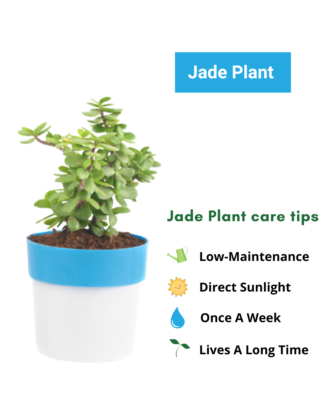 Pothos Money Plant With Jade plant with Plastic Pot