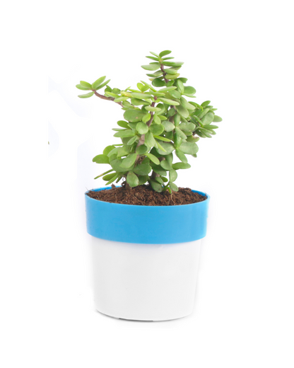 Combo of Green Money Plant In Black Pot with Jade Plant in White/Blue Pot