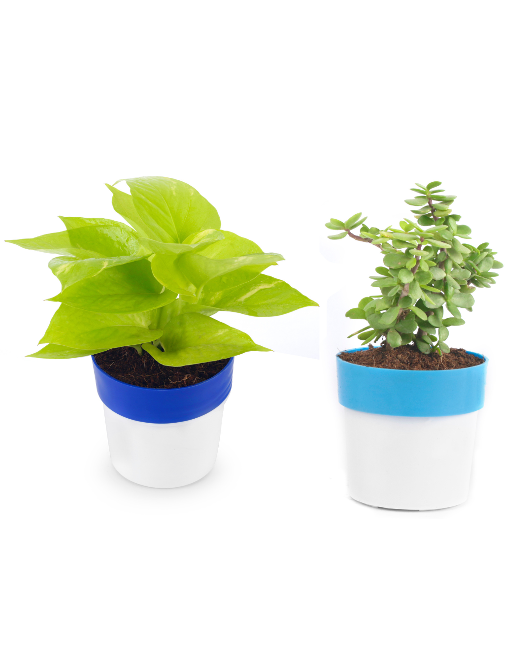 Golden Money Plant With Jade Plant with Blue/White Plastic Pot