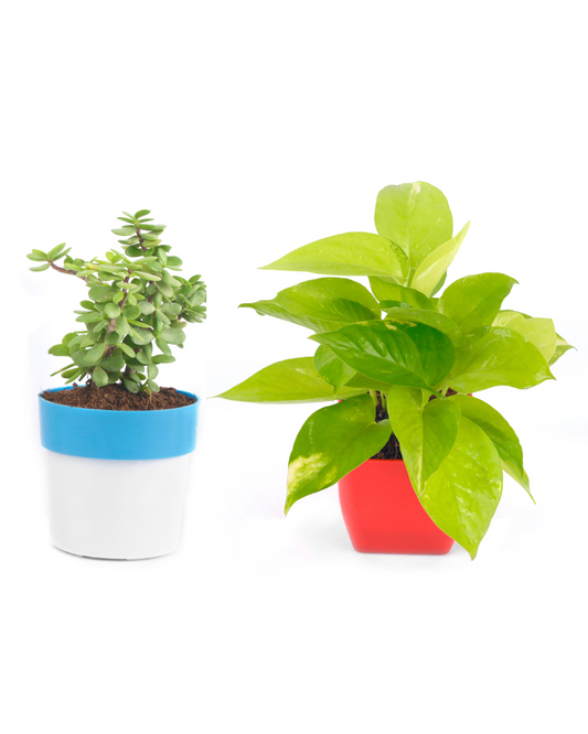 Combo Of Golden Money Plant in Red Pot and Jade Plant With Blue/White Pot