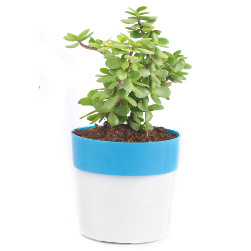 jade plant 