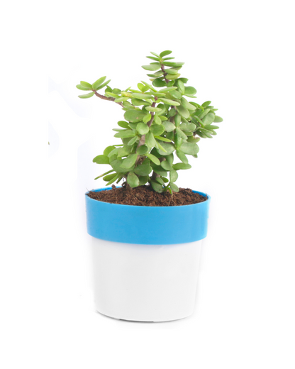 JadePlantwith pot