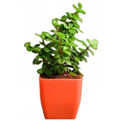 jade plant wih red pot