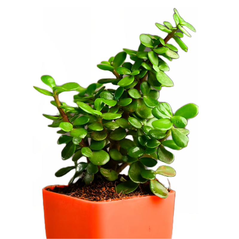 jade plant in soil with planter