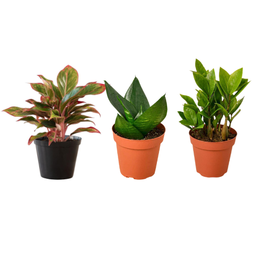 Combo Of 3 plants,  aglaonema lipstick plant with ZZ Plant and Sansevieria Hahnii Plant