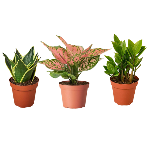 Combo of 3 Plants, aglaonema valentine Plant and ZZ Plant with Sansevieria Lotus Plant