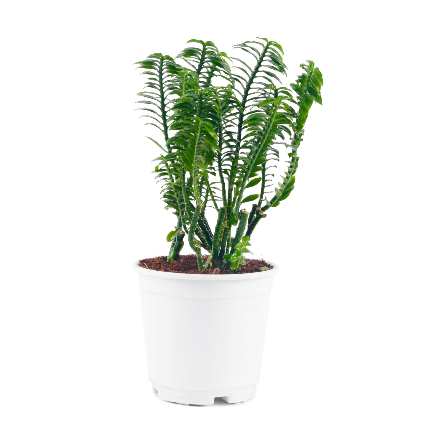 Pedilanthus Tithymaloides Live Plant with white Nursary Pot