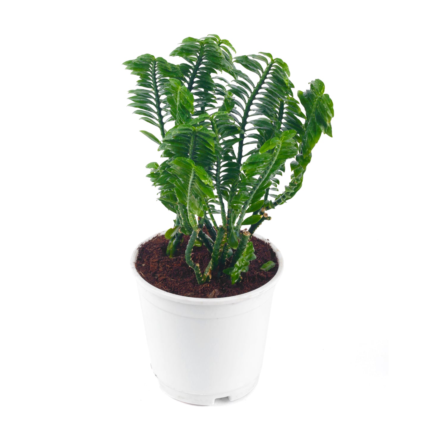 Pedilanthus Tithymaloides Live Plant with white Nursary Pot