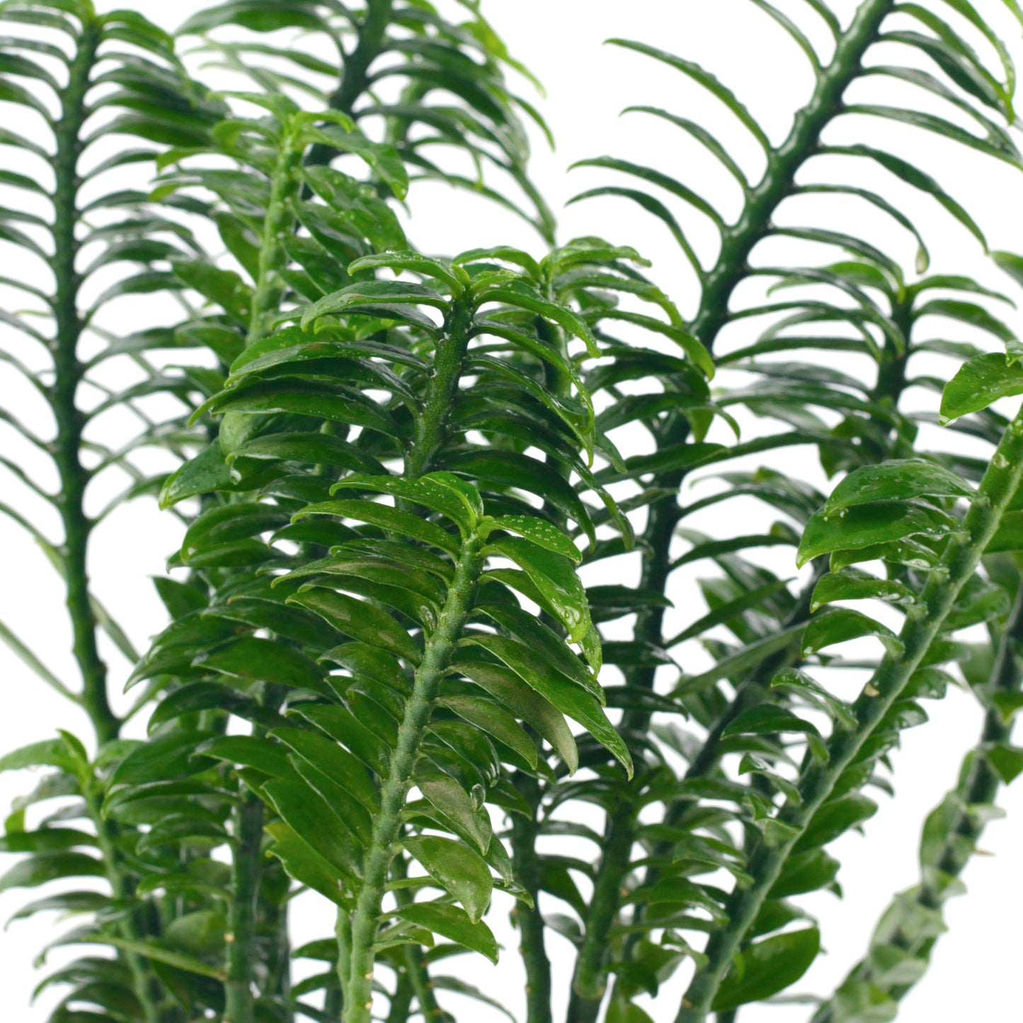 Pedilanthus Tithymaloides Live Plant with white Nursary Pot