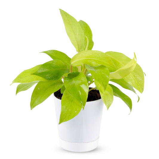 Philodendron Lemon Lime Plant with White Pot