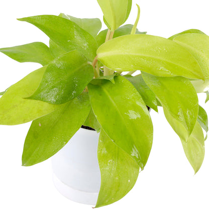 Philodendron Lemon Lime Plant with White Pot