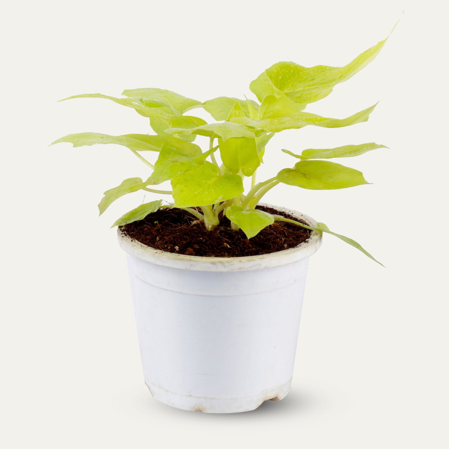 Philodendron selloum Golden Live Plant with White Round Pot