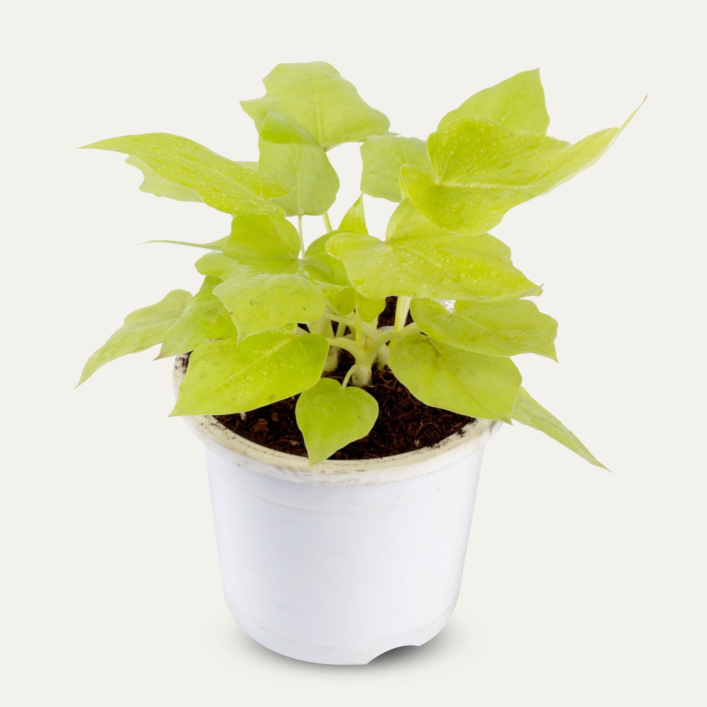 Philodendron selloum Golden Live Plant with White Round Pot