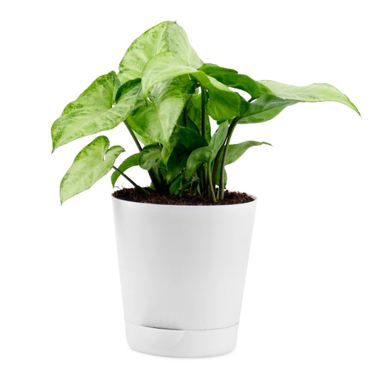 Syngonium White Plant Indoor Air Purifier with White Plastic Pot