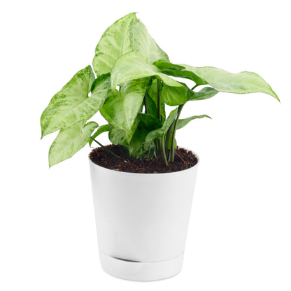 Syngonium White Plant Indoor Air Purifier with White Plastic Pot