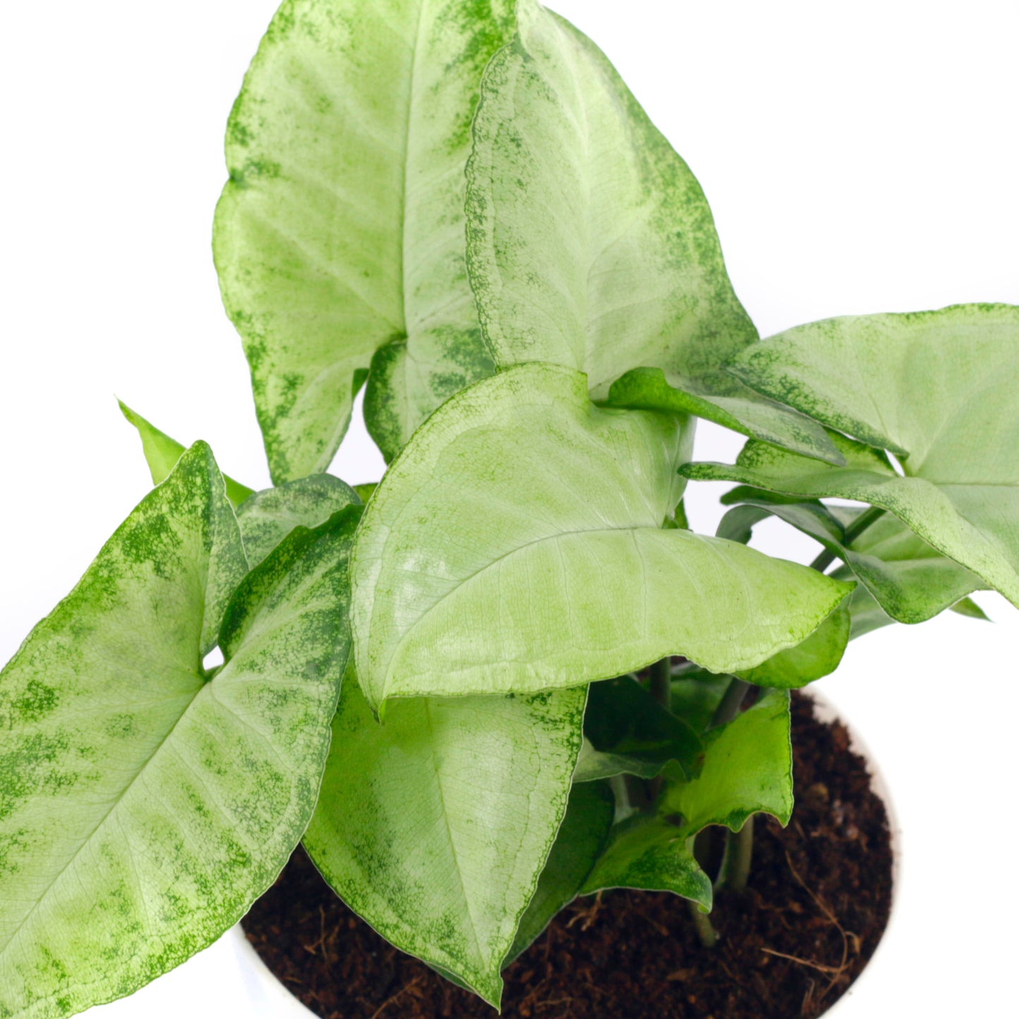 Syngonium White Plant Indoor Air Purifier with White Plastic Pot