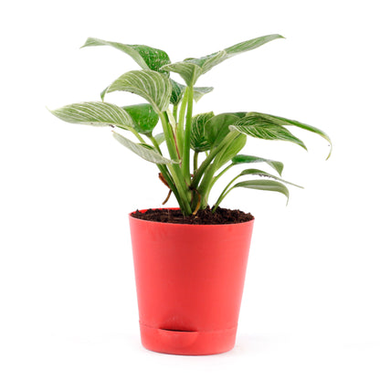 Philodendron Birkin Natural Live Indoor Plant with Red Pot