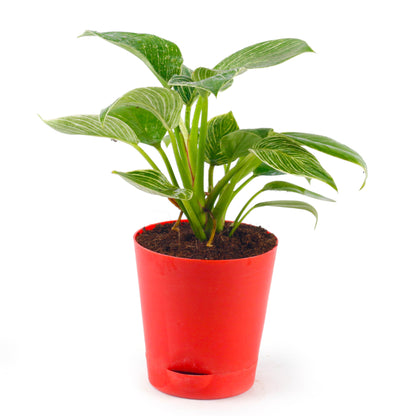 Philodendron Birkin Natural Live Indoor Plant with Red Pot