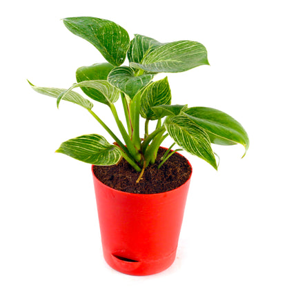 Philodendron Birkin Natural Live Indoor Plant with Red Pot