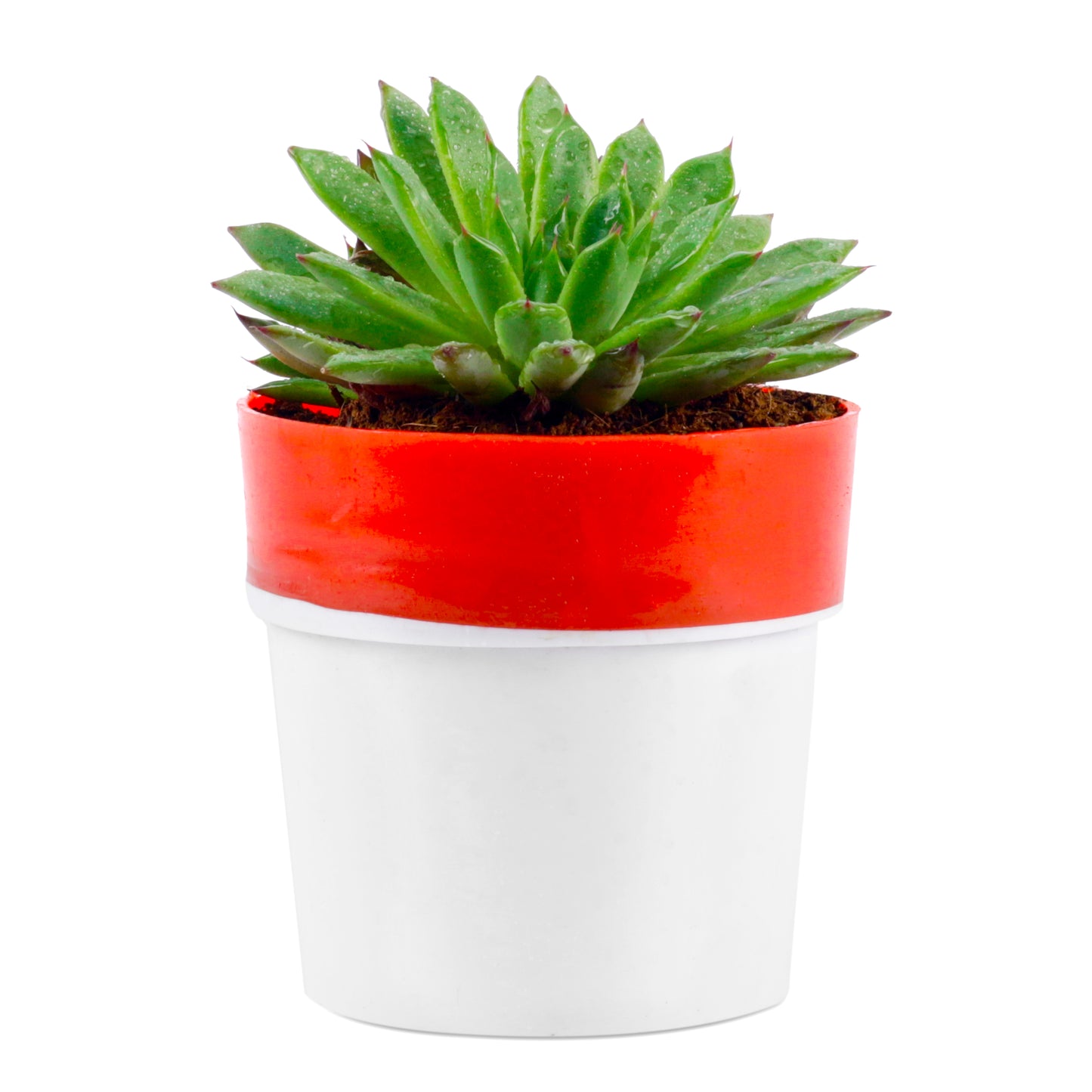 Vishnu Kamal Plant in White/Red Round Pot