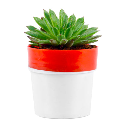 Vishnu Kamal Plant in White/Red Round Pot