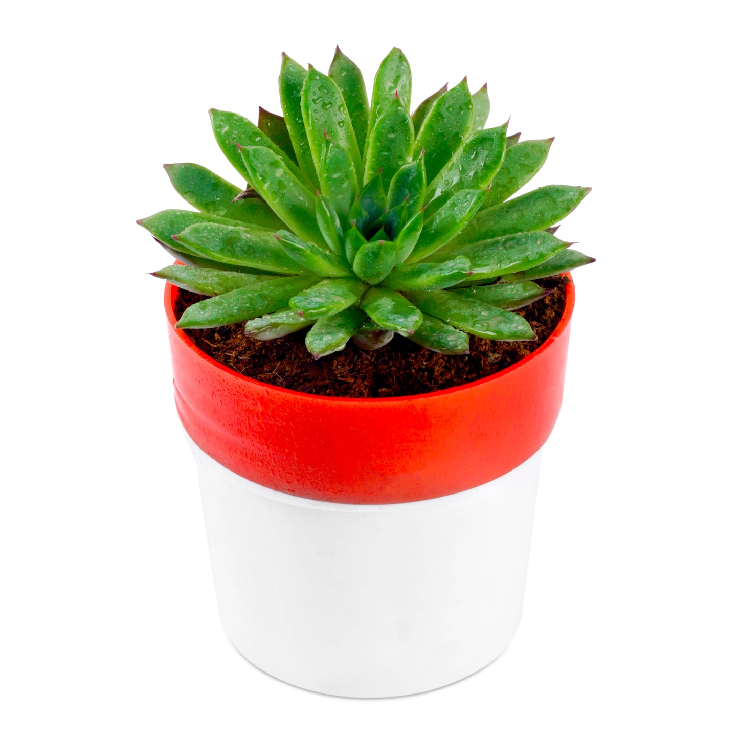 Vishnu Kamal Plant in White/Red Round Pot